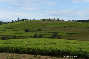 Teeplantage auf dem Weg nach Mbotyi
